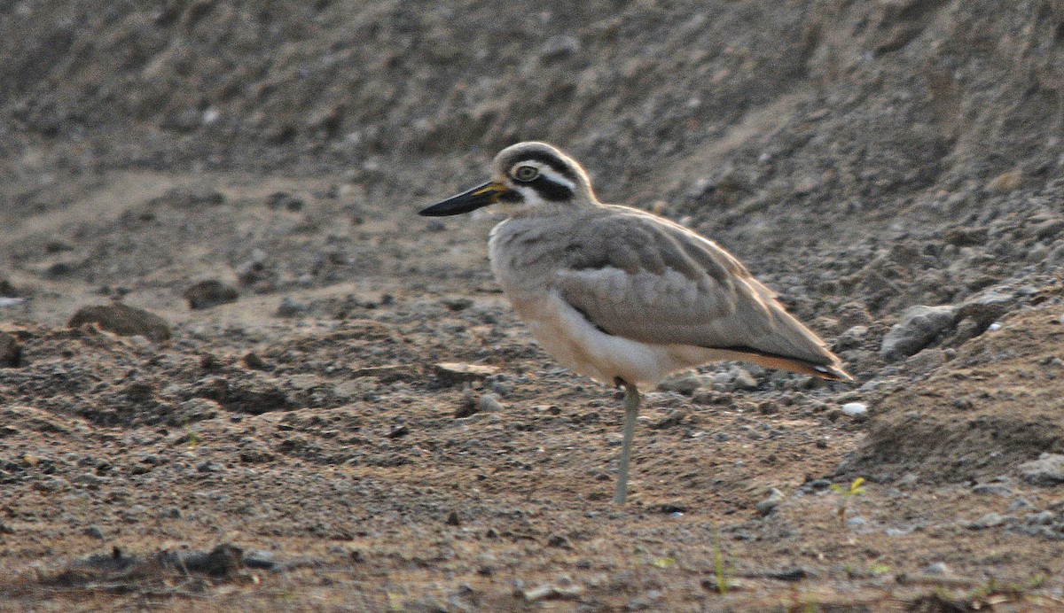 Great Thick-knee - ML641692340