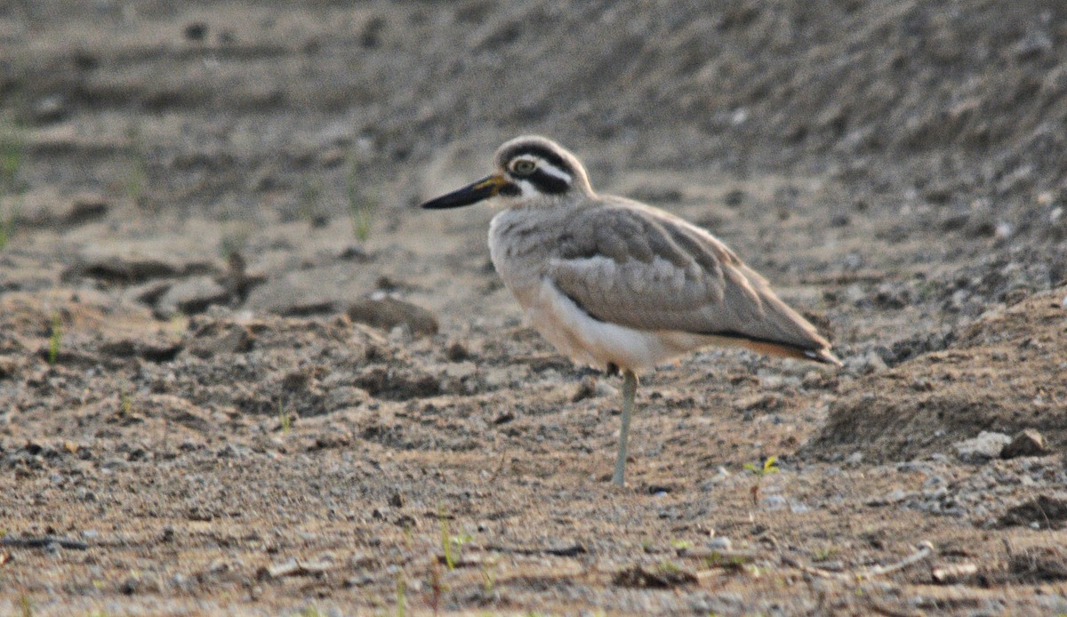 Great Thick-knee - ML641692342
