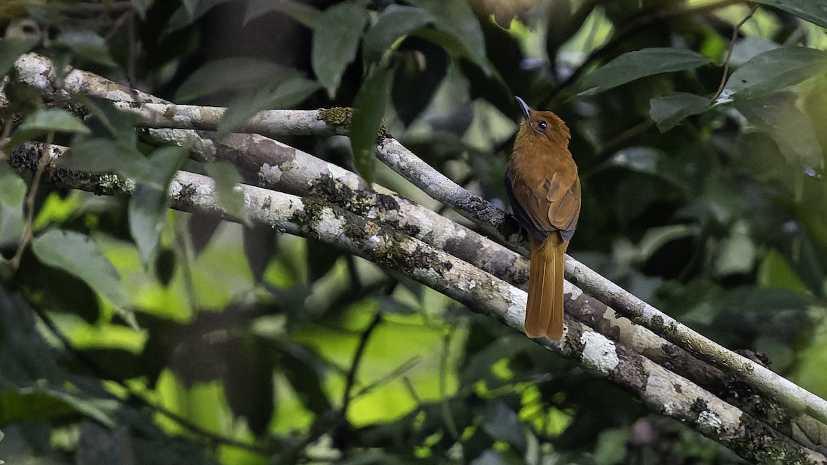 Cinnamon Attila - ML641692355