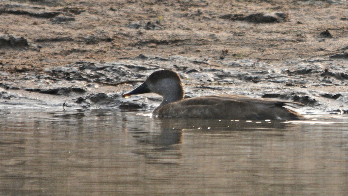 Red-crested Pochard - ML641692377