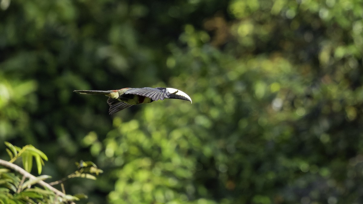 Black-necked Aracari - ML641692383