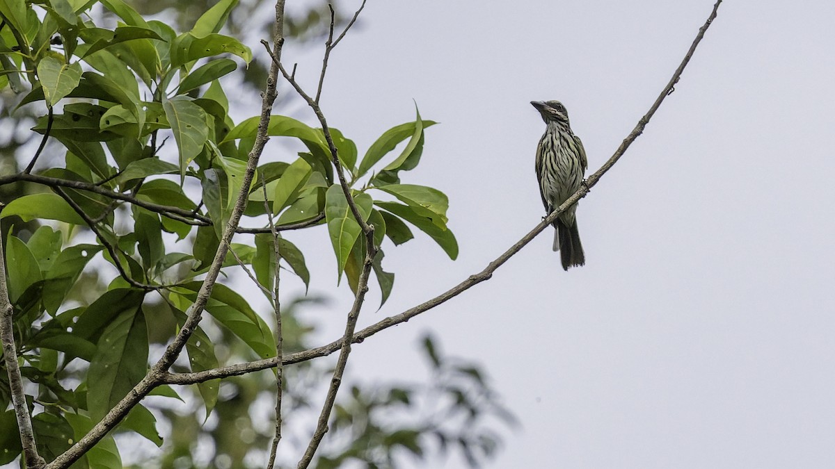 Streaked Flycatcher - ML641692409