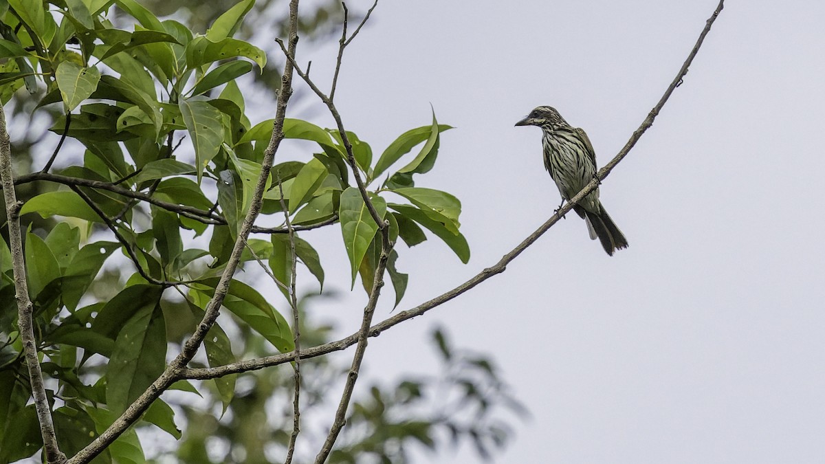 Streaked Flycatcher - ML641692413