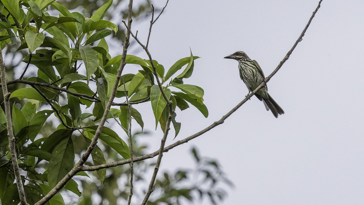 Streaked Flycatcher - ML641692416