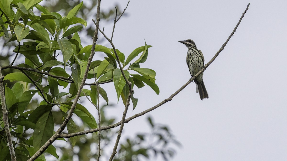 Streaked Flycatcher - ML641692421
