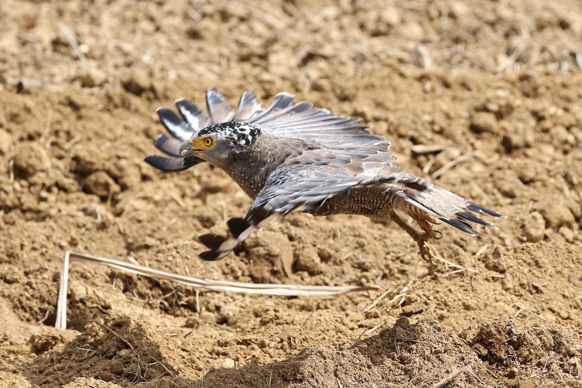 Haubenschlangenadler - ML641692435