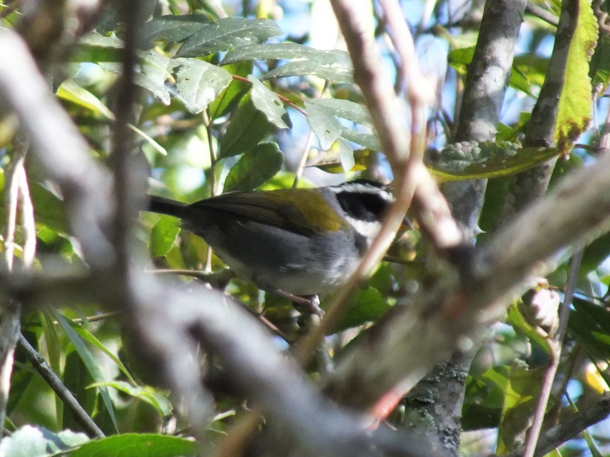 Half-collared Sparrow - ML641692441