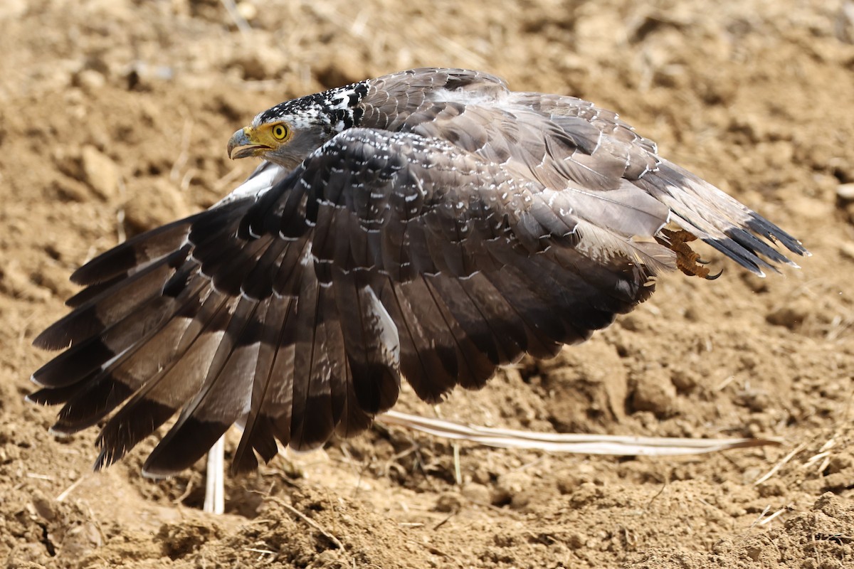 Haubenschlangenadler - ML641692442