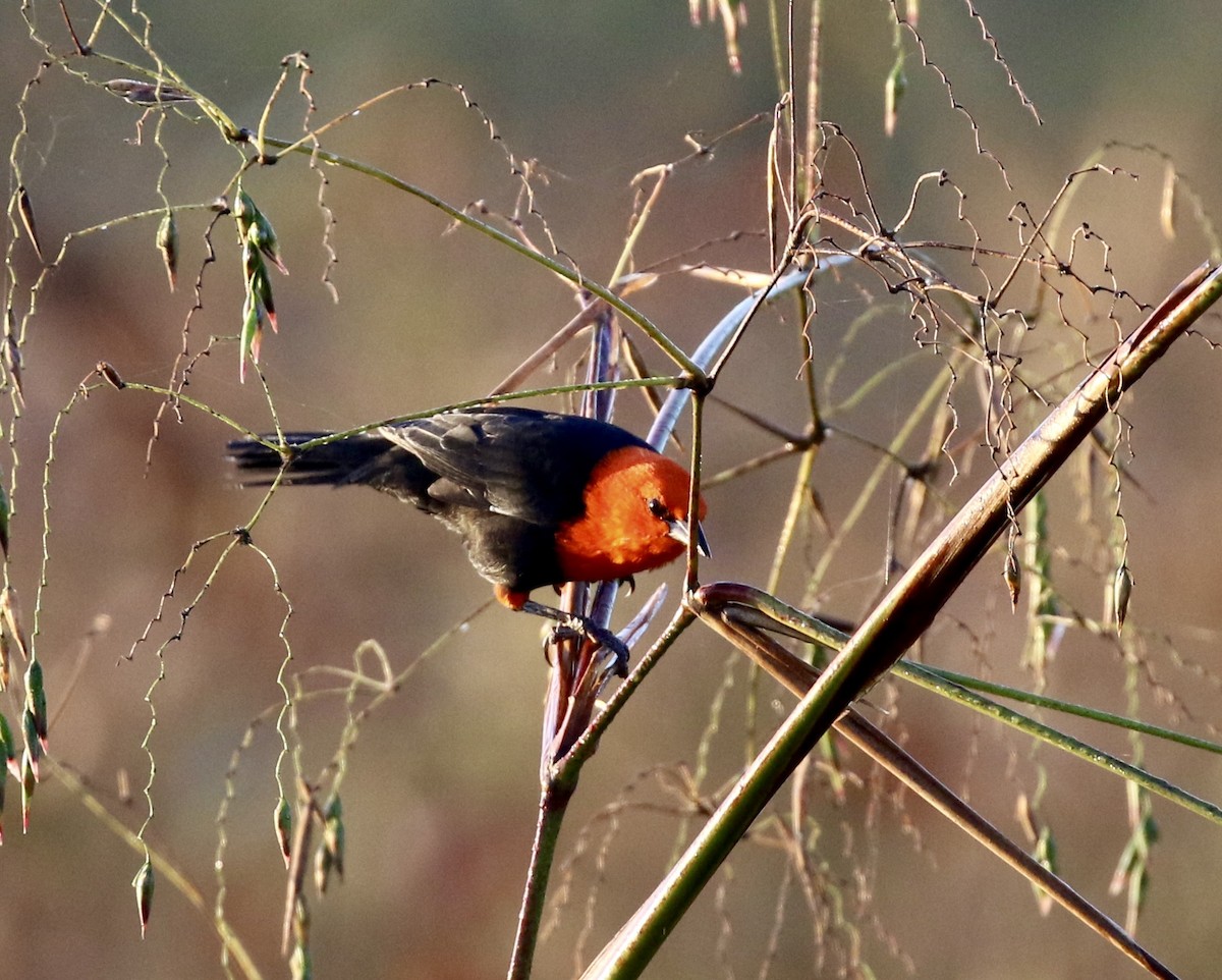 Scarlet-headed Blackbird - ML641692473