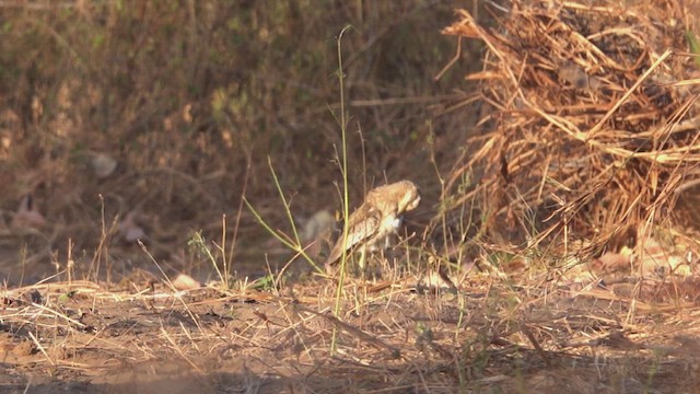 Senegal Thick-knee - ML641692475