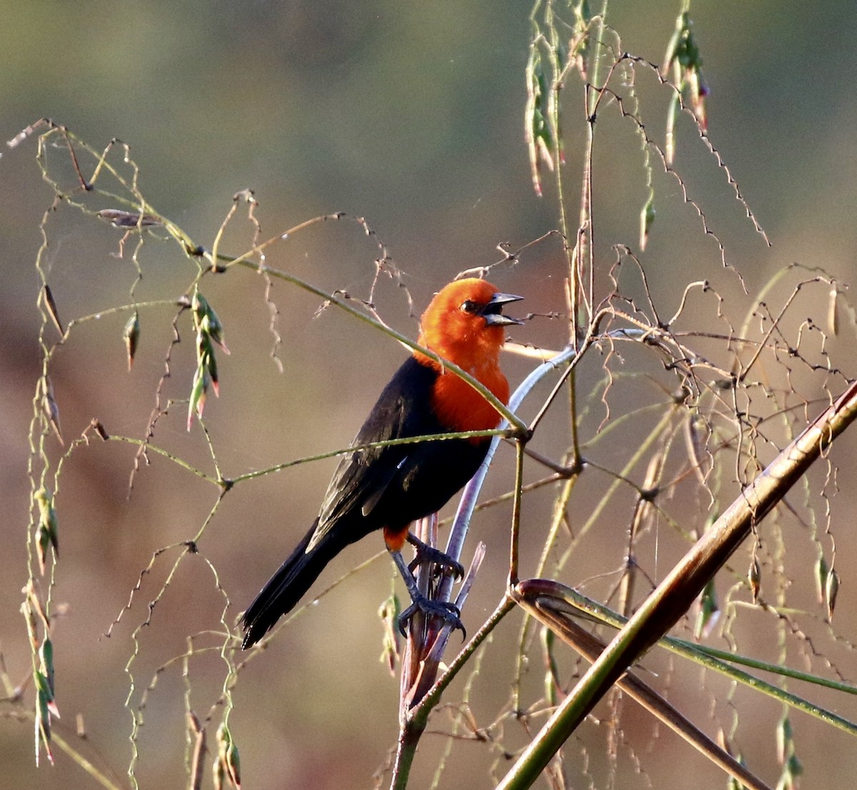 Scarlet-headed Blackbird - ML641692476