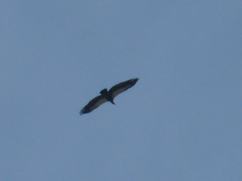 White-rumped Vulture - ML641692503