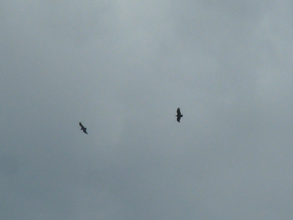 White-rumped Vulture - ML641692504