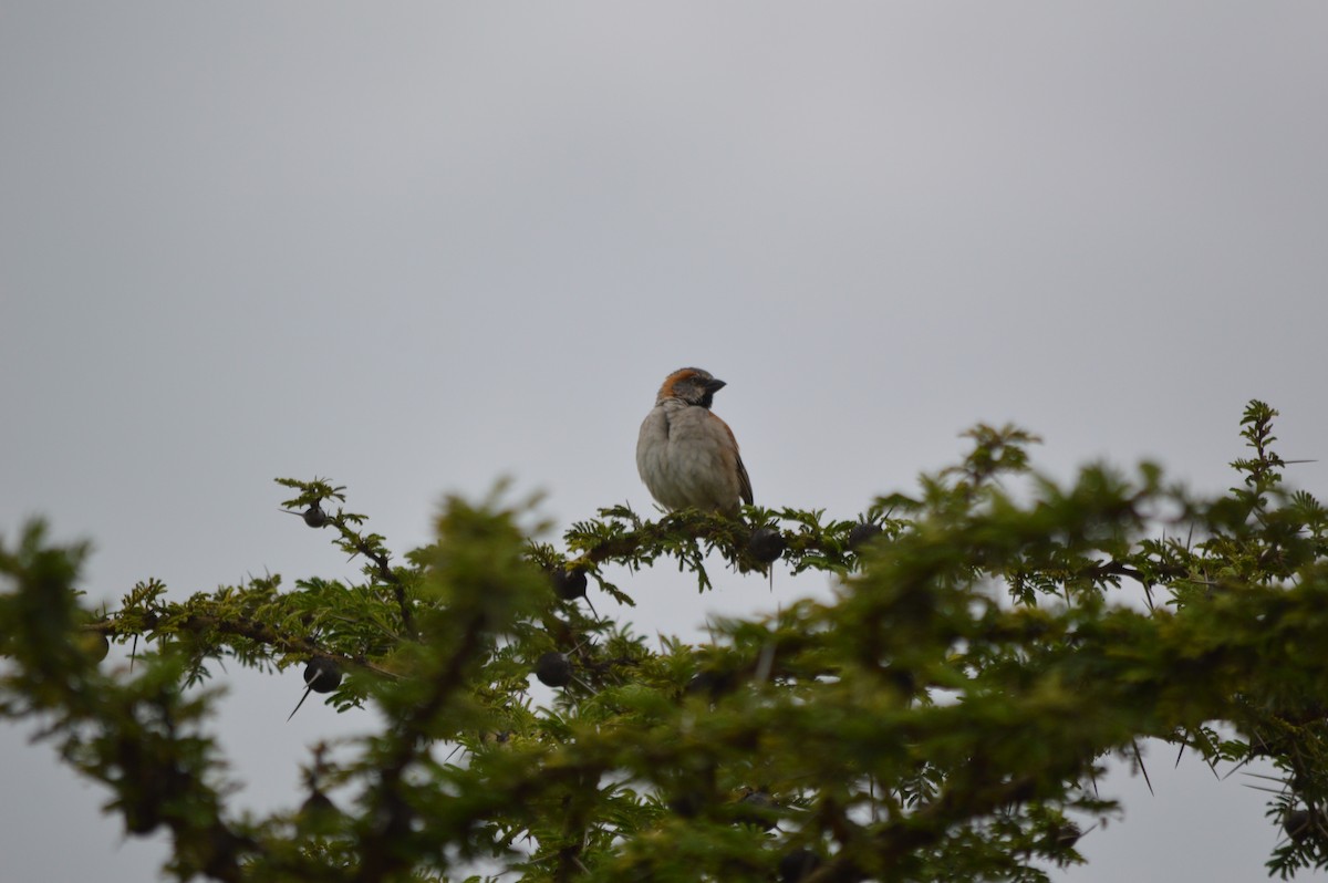 Kenya Rufous Sparrow - ML641692508