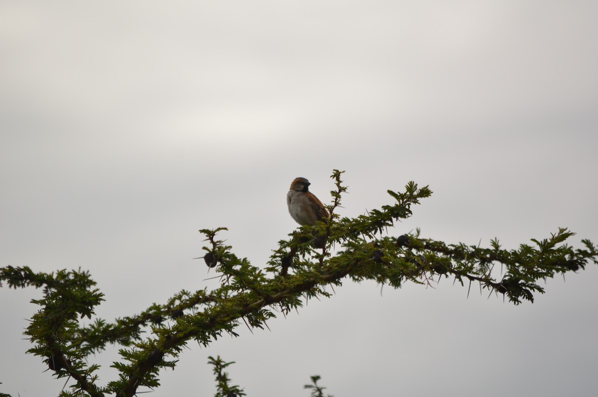 Kenya Rufous Sparrow - ML641692509