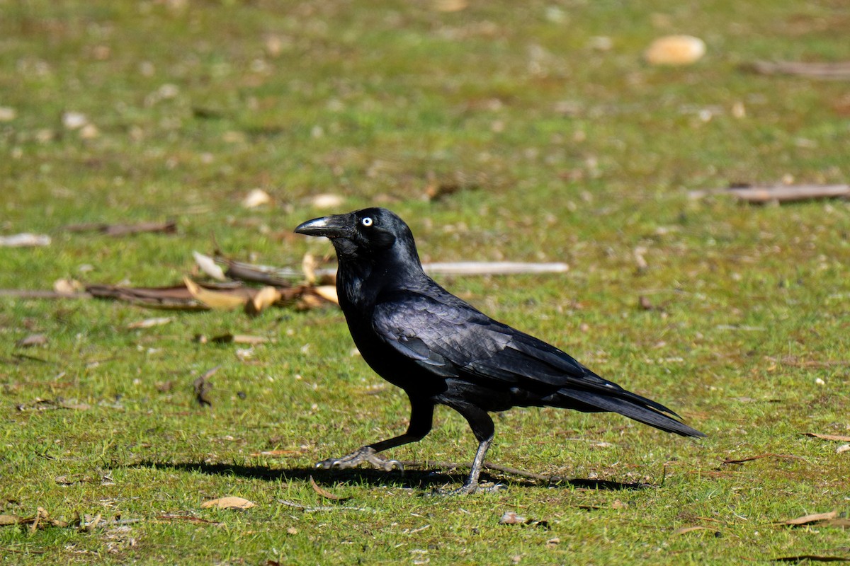 Corbeau d'Australie - ML641692521