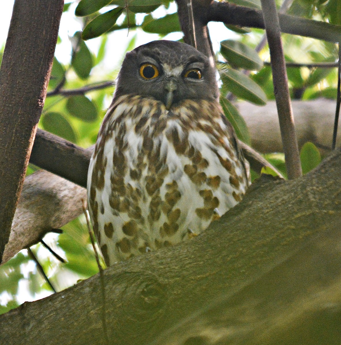Brown Boobook - ML641692541
