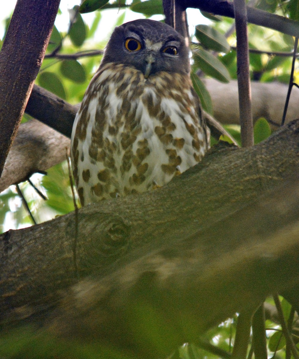 Brown Boobook - ML641692542