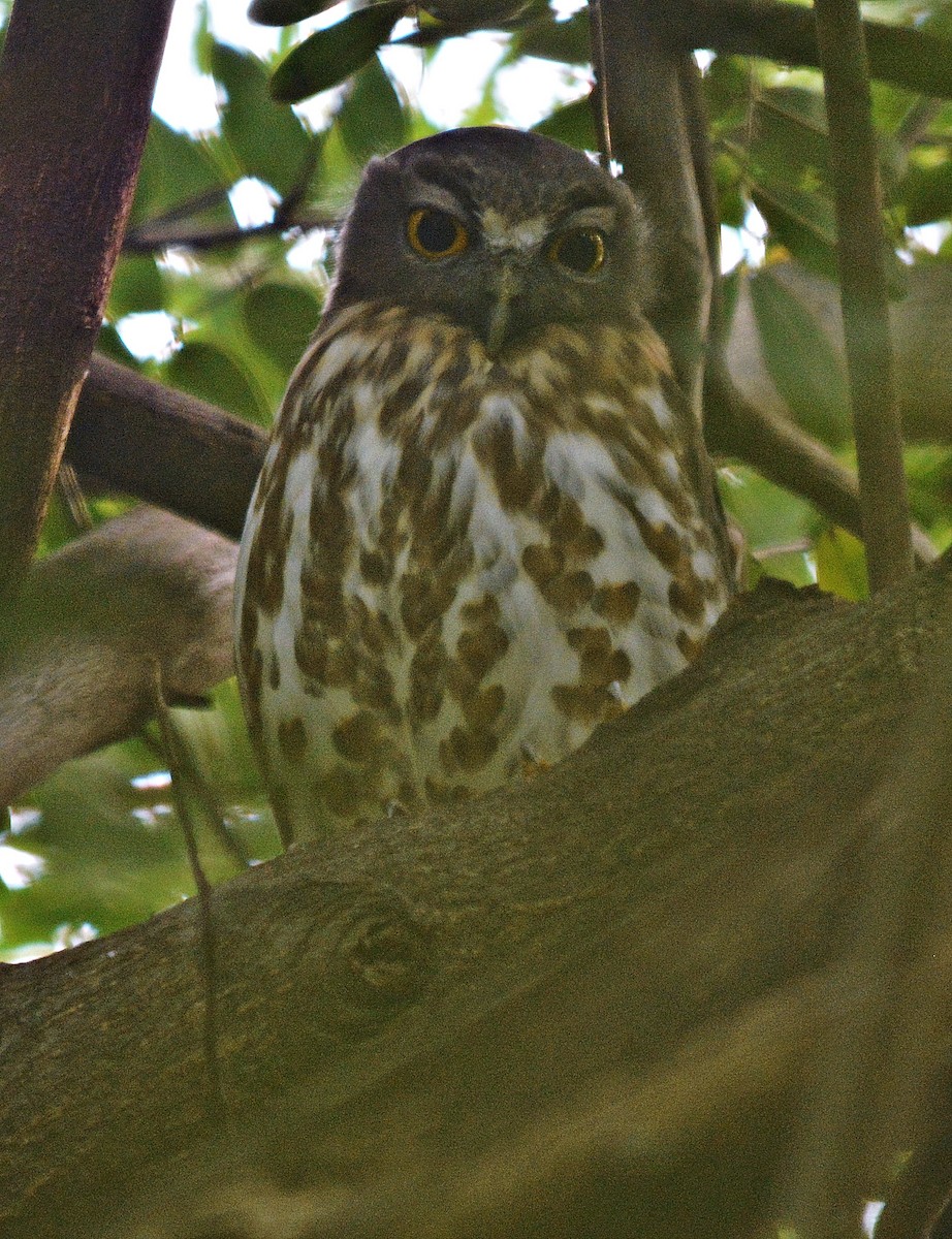 Brown Boobook - ML641692543