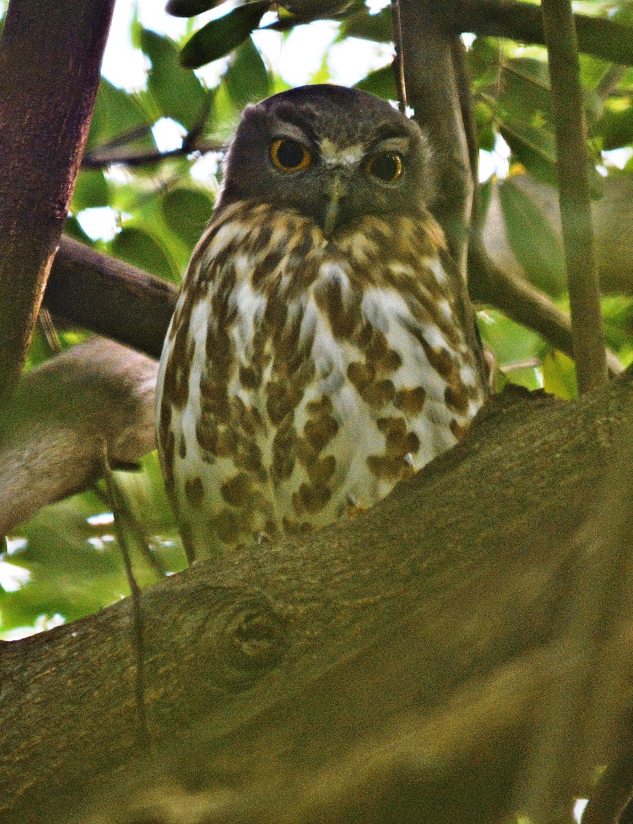 Brown Boobook - ML641692544