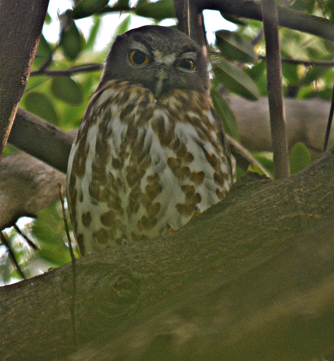 Brown Boobook - ML641692545