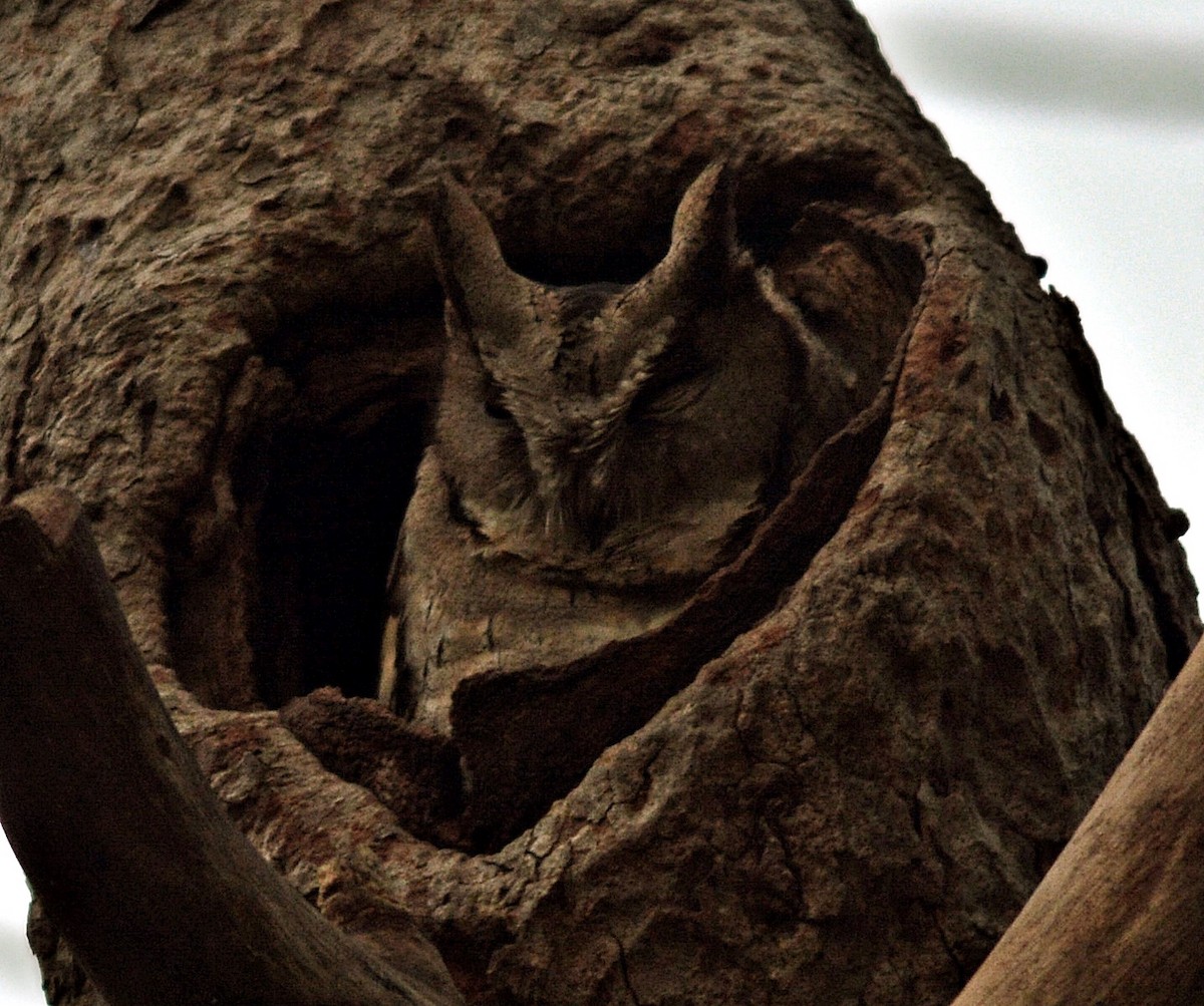 Indian Scops-Owl - ML641692554