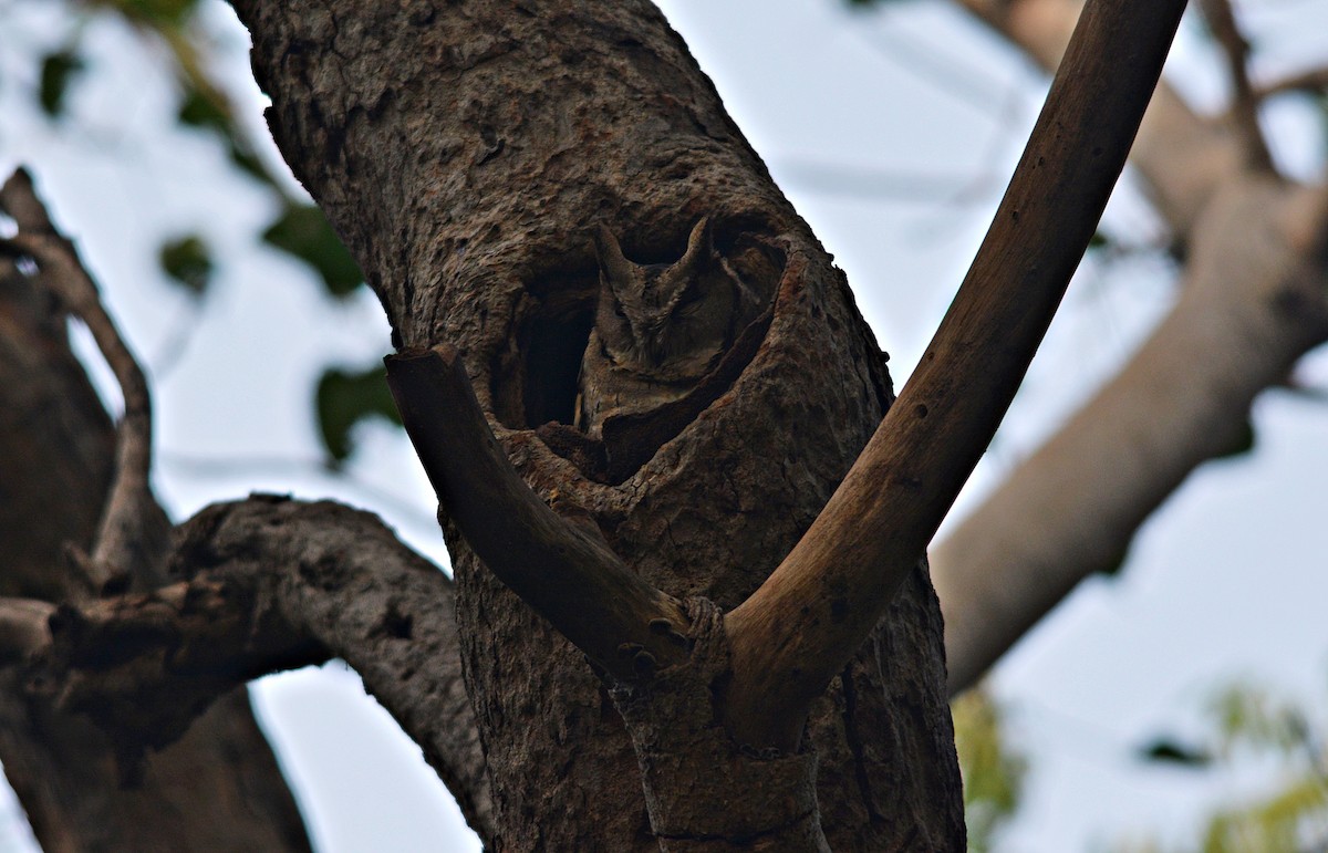 Indian Scops-Owl - ML641692555