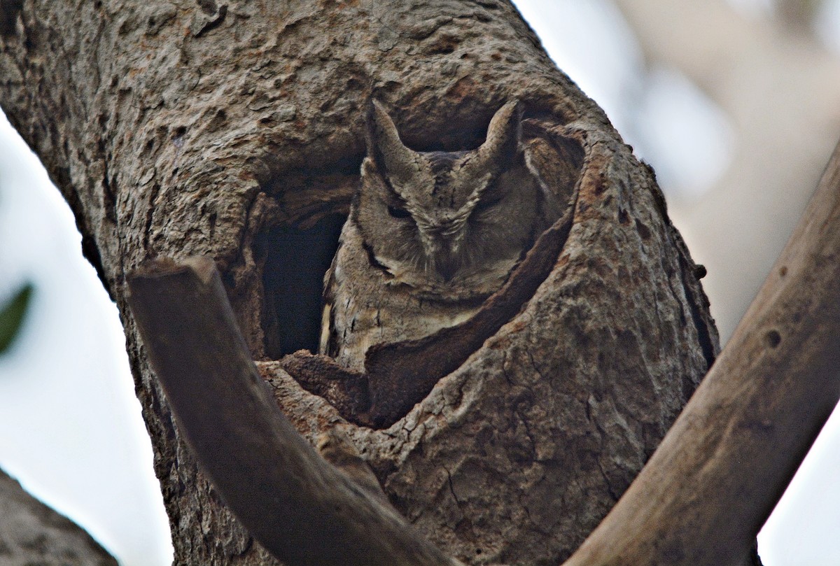 Indian Scops-Owl - ML641692556