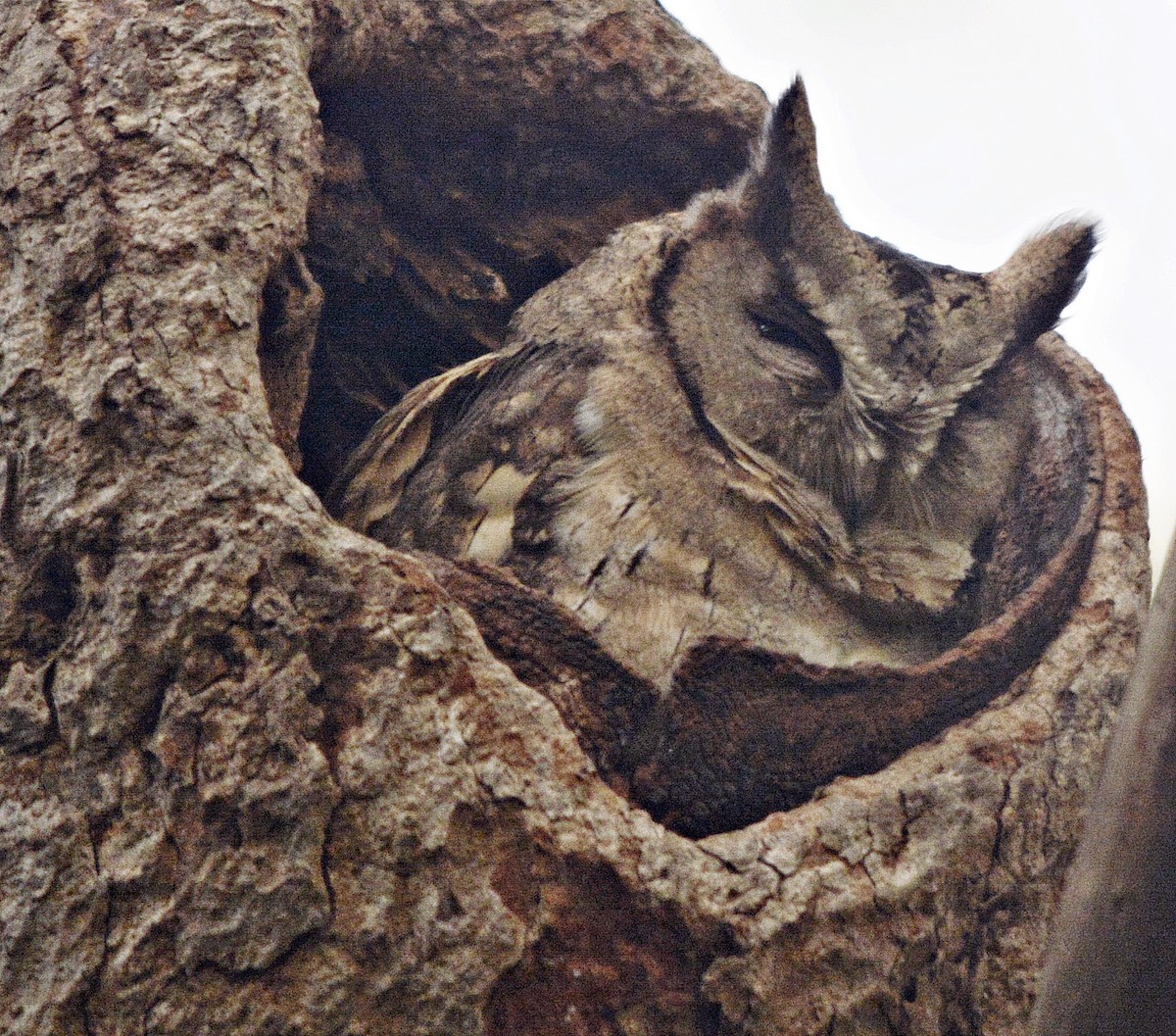 Indian Scops-Owl - ML641692557