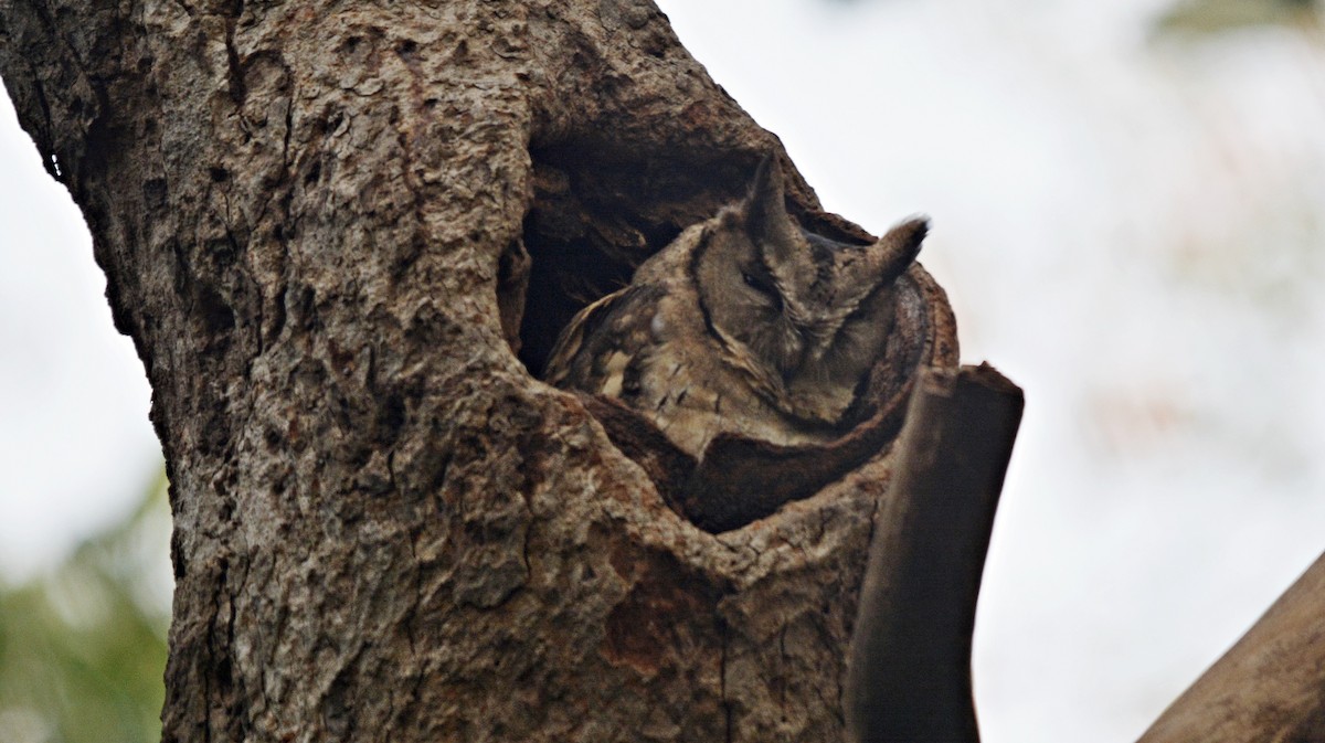 Indian Scops-Owl - ML641692558