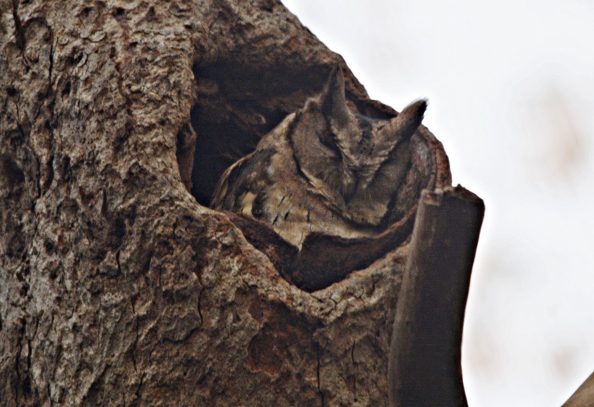 Indian Scops-Owl - ML641692559