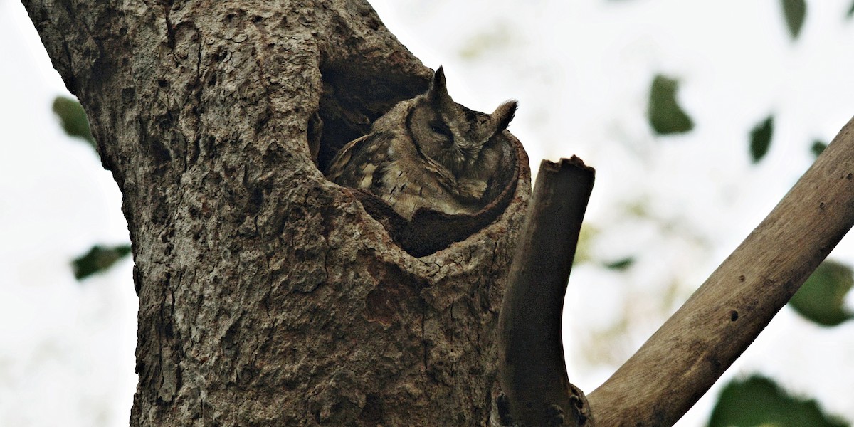 Indian Scops-Owl - ML641692560