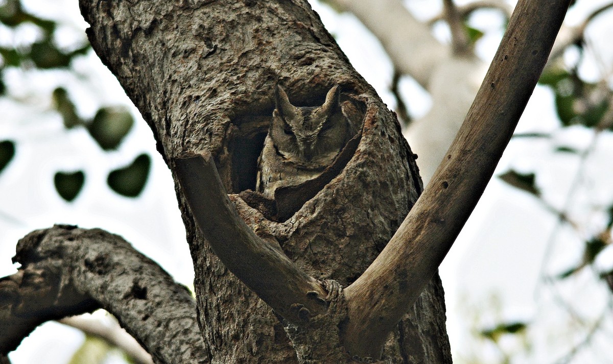 Indian Scops-Owl - ML641692561