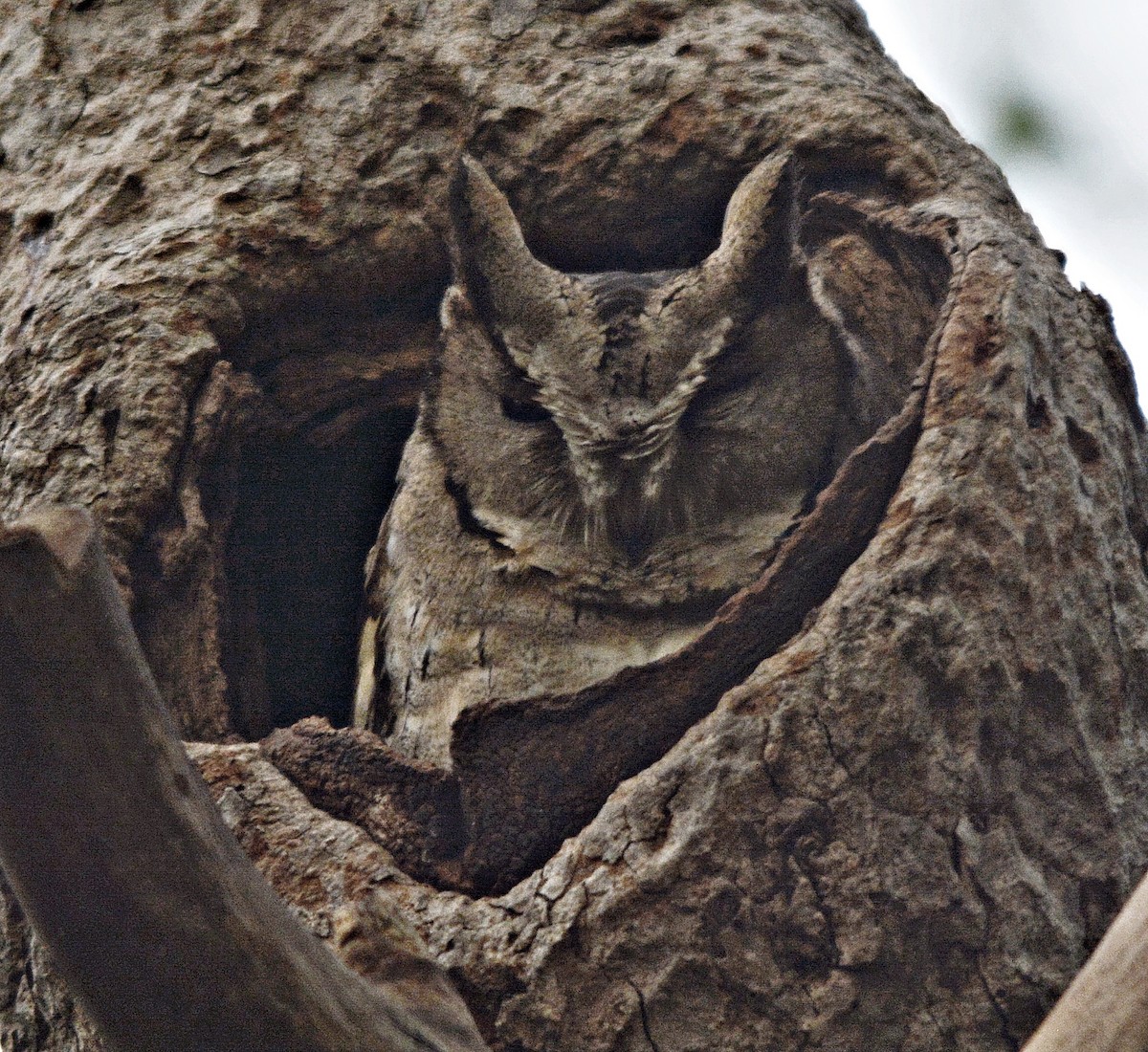 Indian Scops-Owl - ML641692562