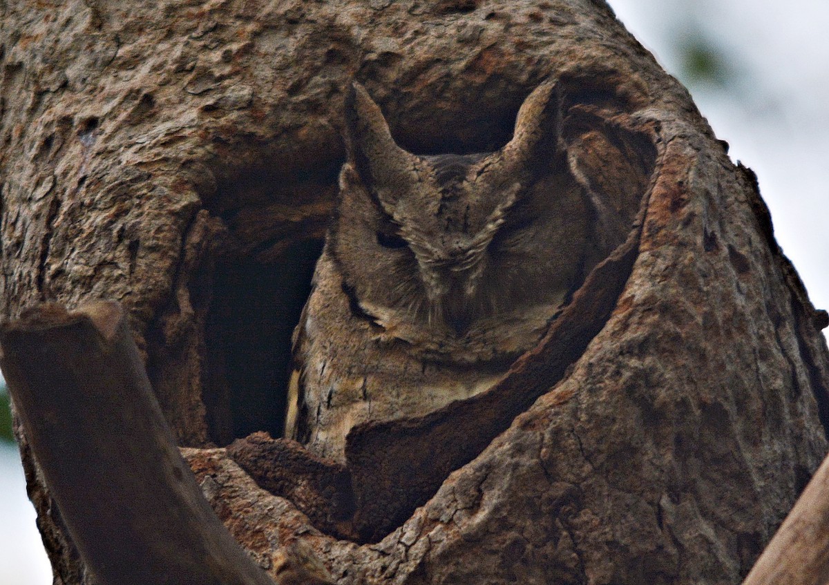 Indian Scops-Owl - ML641692563