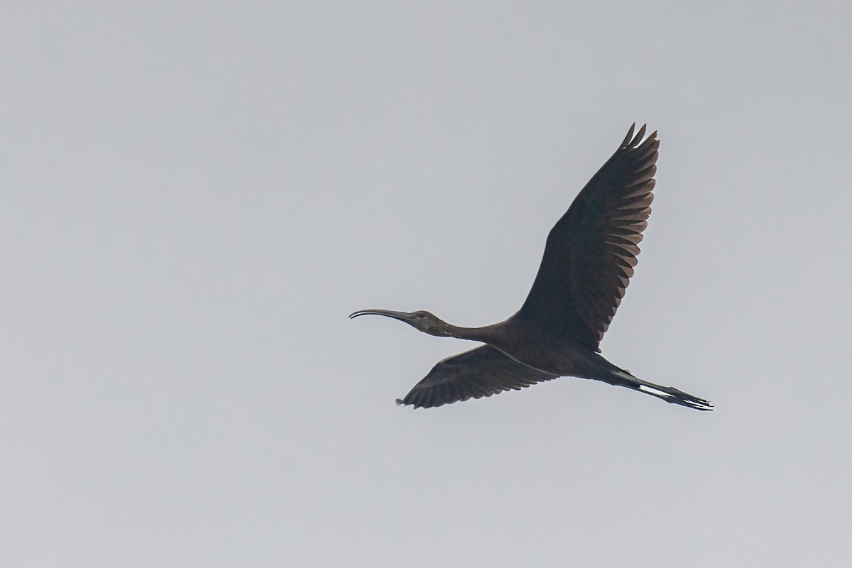 Glossy Ibis - ML641692576
