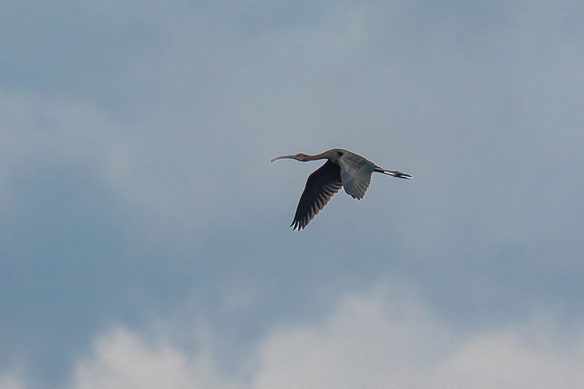 Glossy Ibis - ML641692577