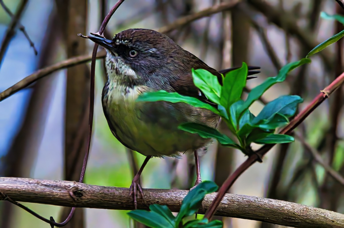 White-browed Scrubwren (White-browed) - ML641692610