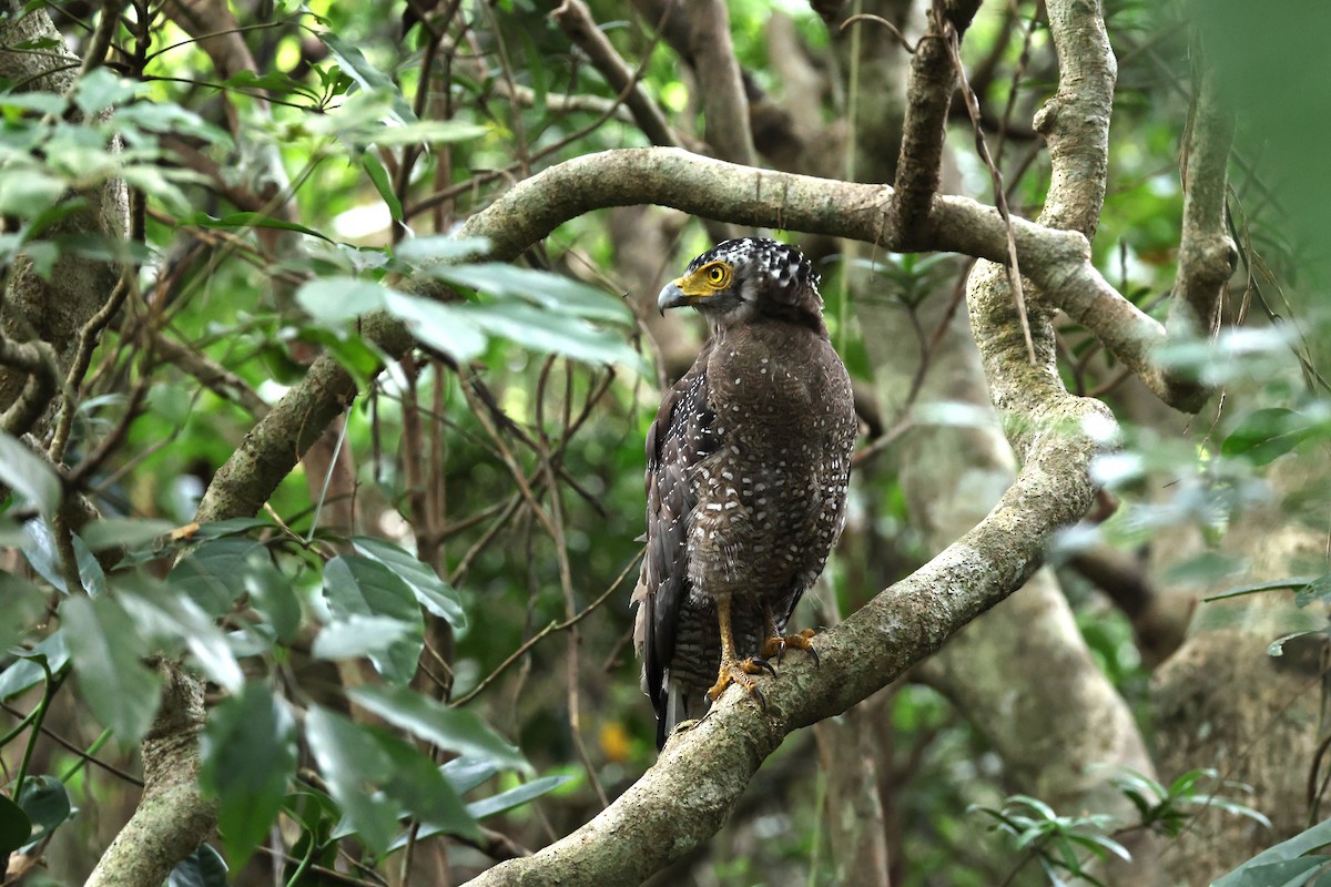 Haubenschlangenadler - ML641692612