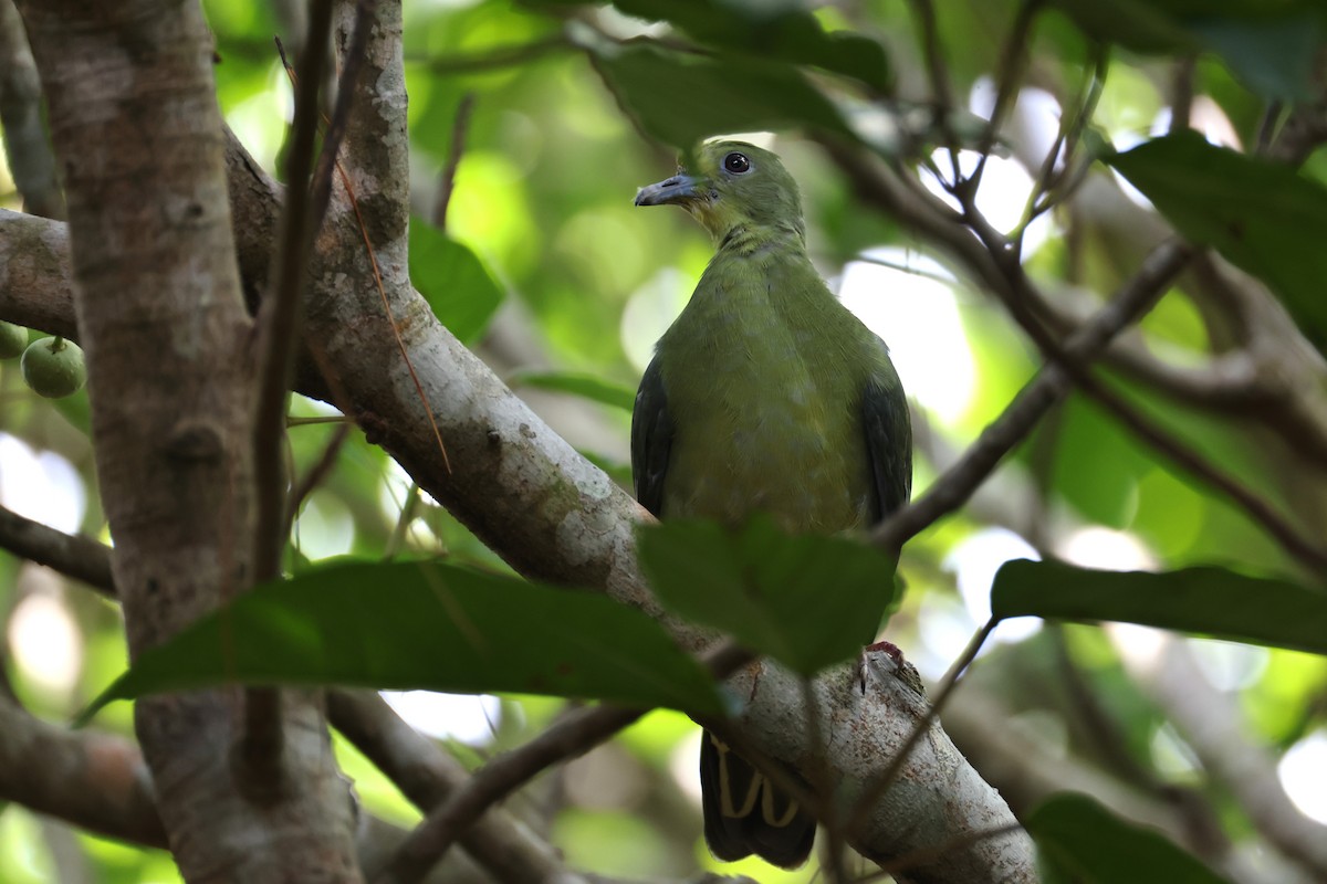 Whistling Green-Pigeon - ML641692617