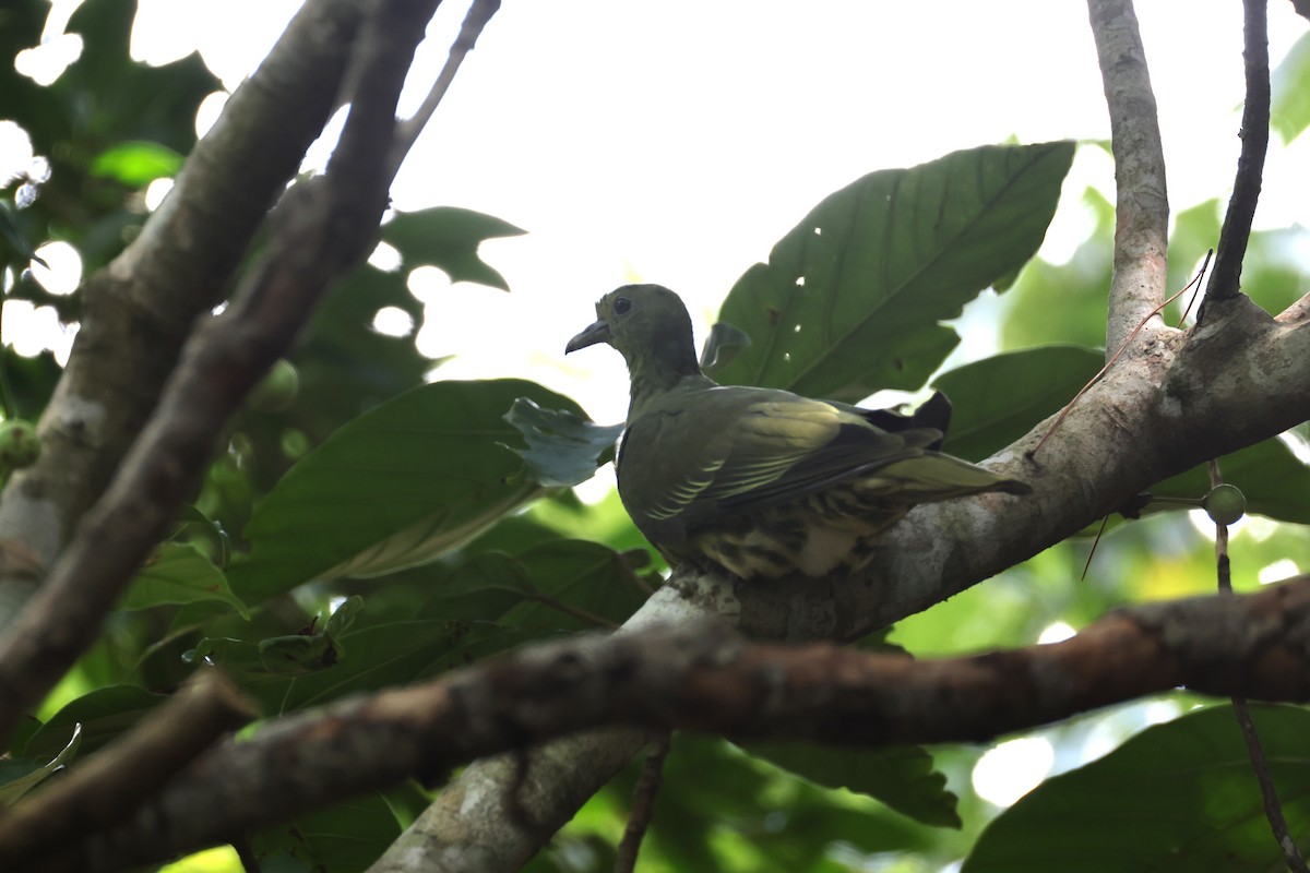 Whistling Green-Pigeon - ML641692620