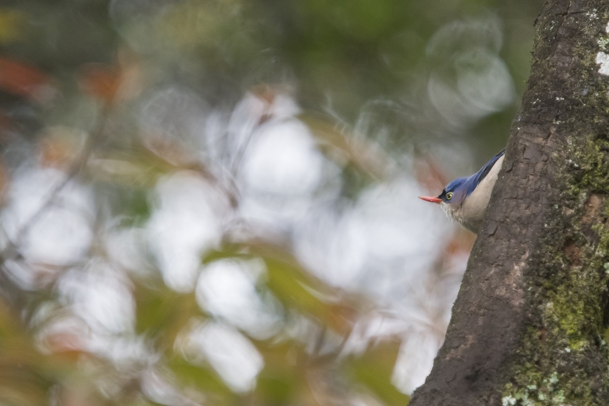 Velvet-fronted Nuthatch - ML641692632