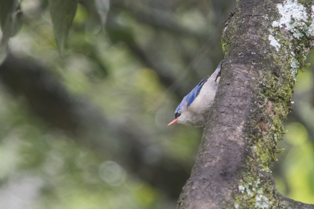 Velvet-fronted Nuthatch - ML641692633