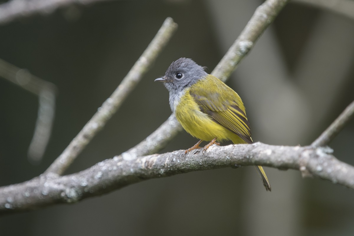 Gray-headed Canary-Flycatcher - ML641692657