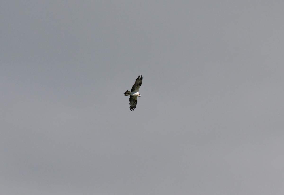 Osprey - ML641692665