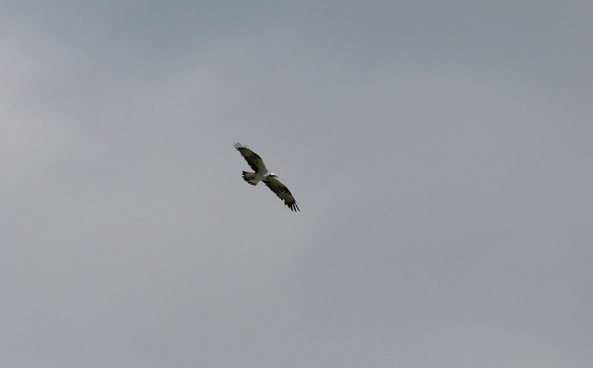 Osprey - ML641692666