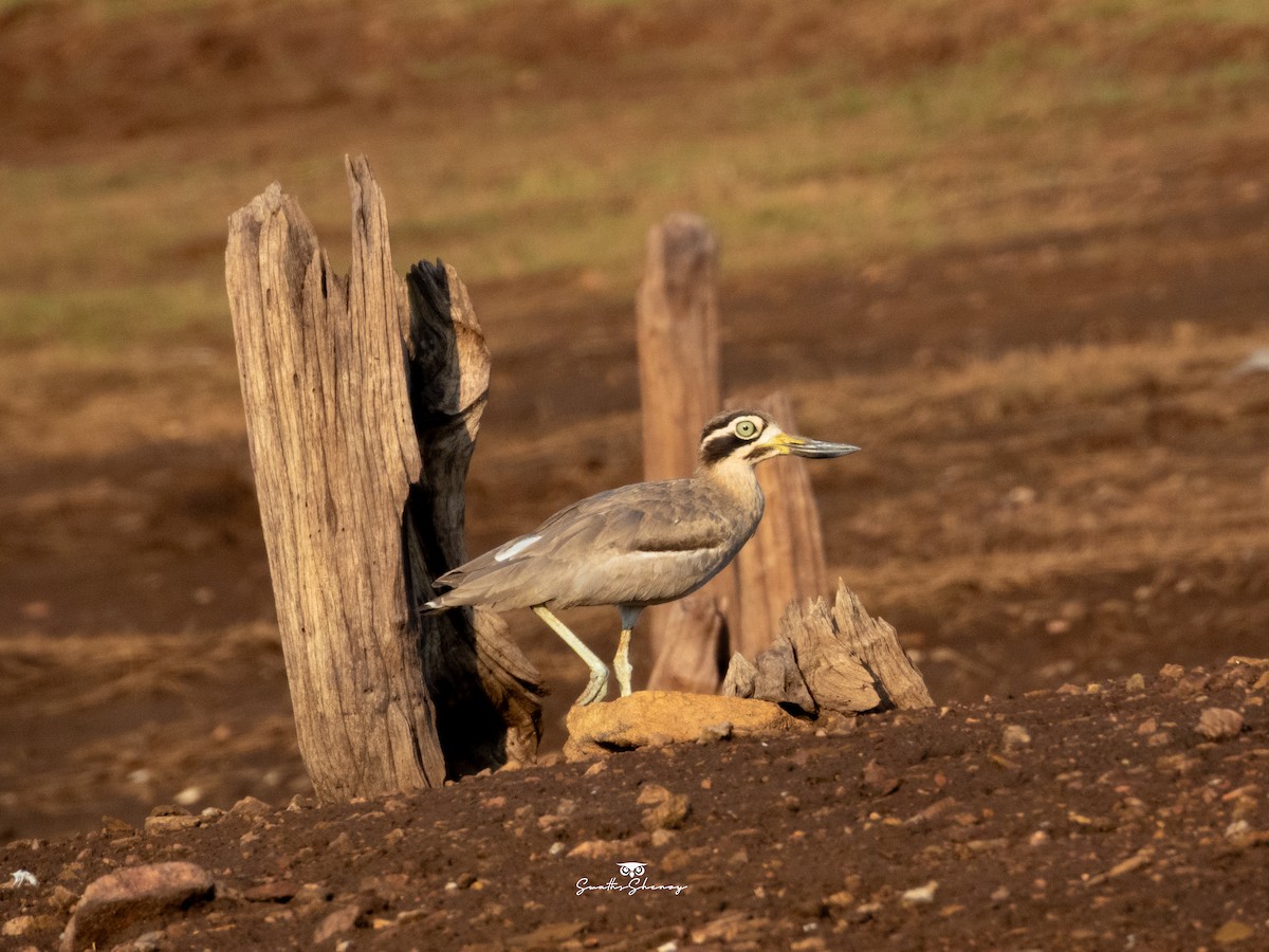 Great Thick-knee - ML641692680