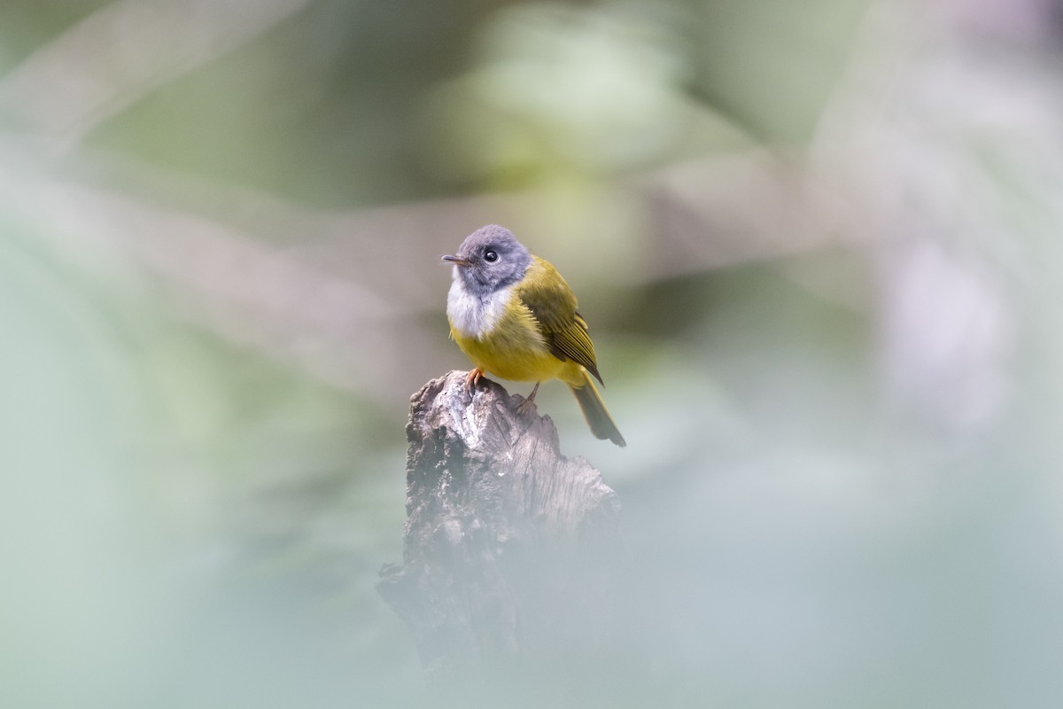 Gray-headed Canary-Flycatcher - ML641692700