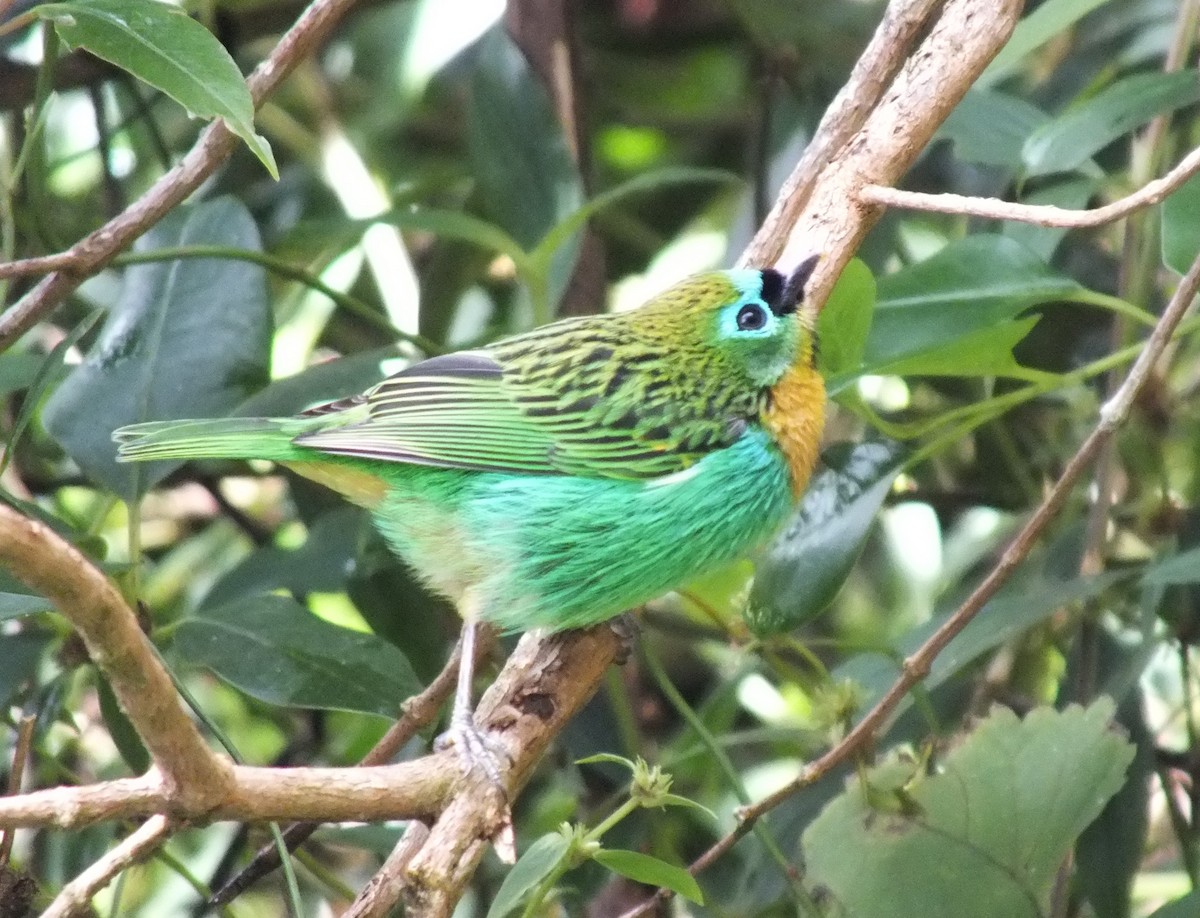 Brassy-breasted Tanager - ML641692708