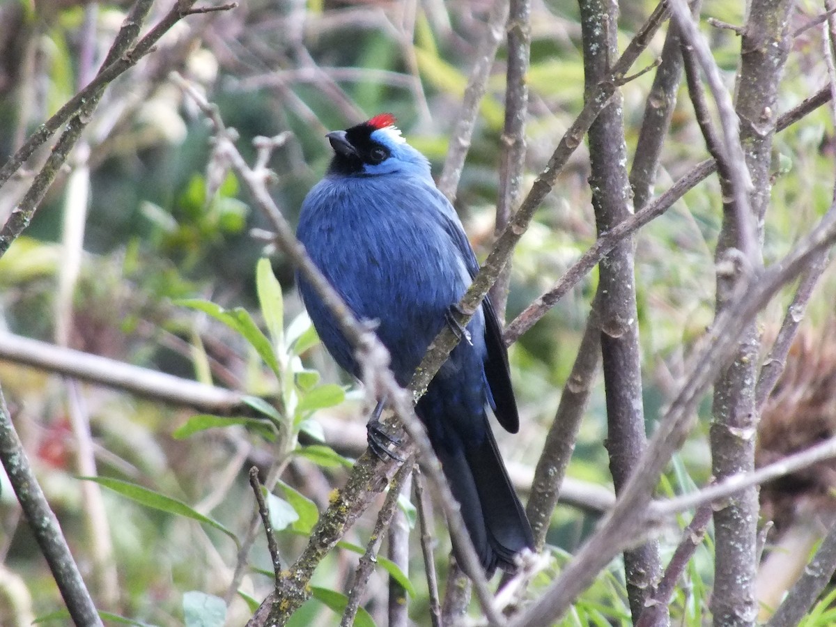 オウカンフウキンチョウ - ML641692715